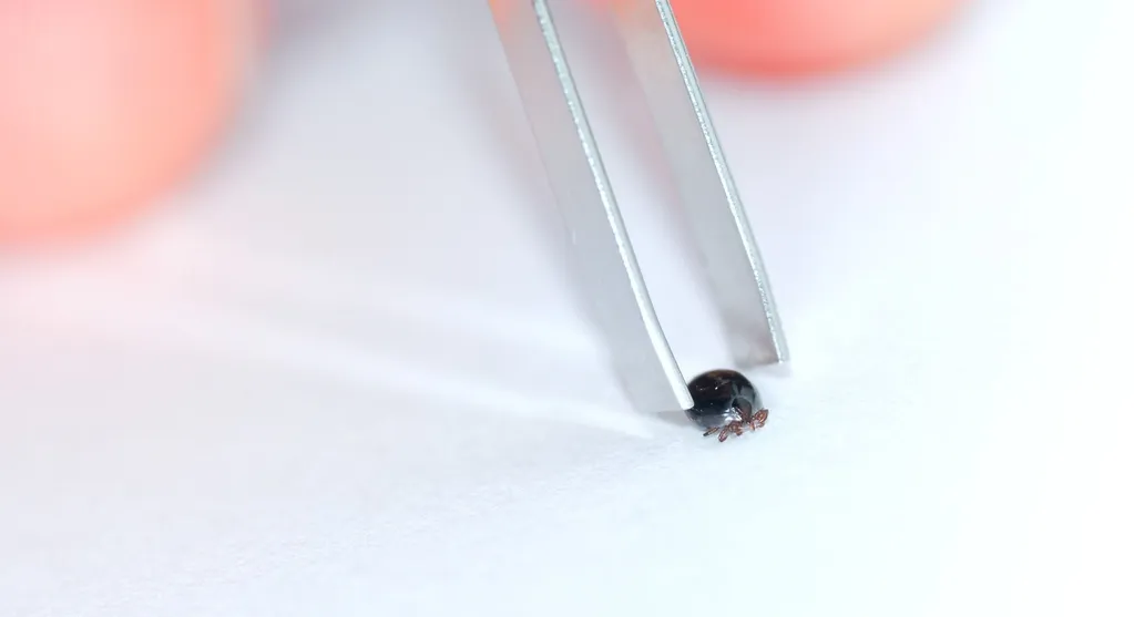 Tick on a leaf