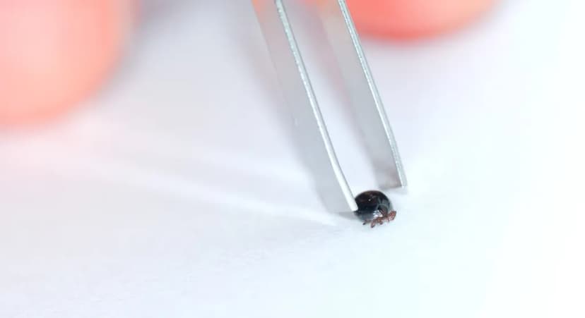 Lyme Disease Solutions